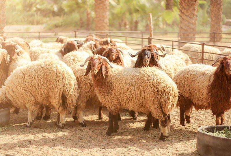 الأُضحية