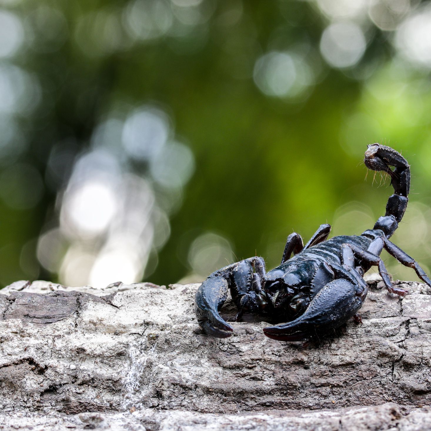 تفسير حلم العقرب الأسود في المنام