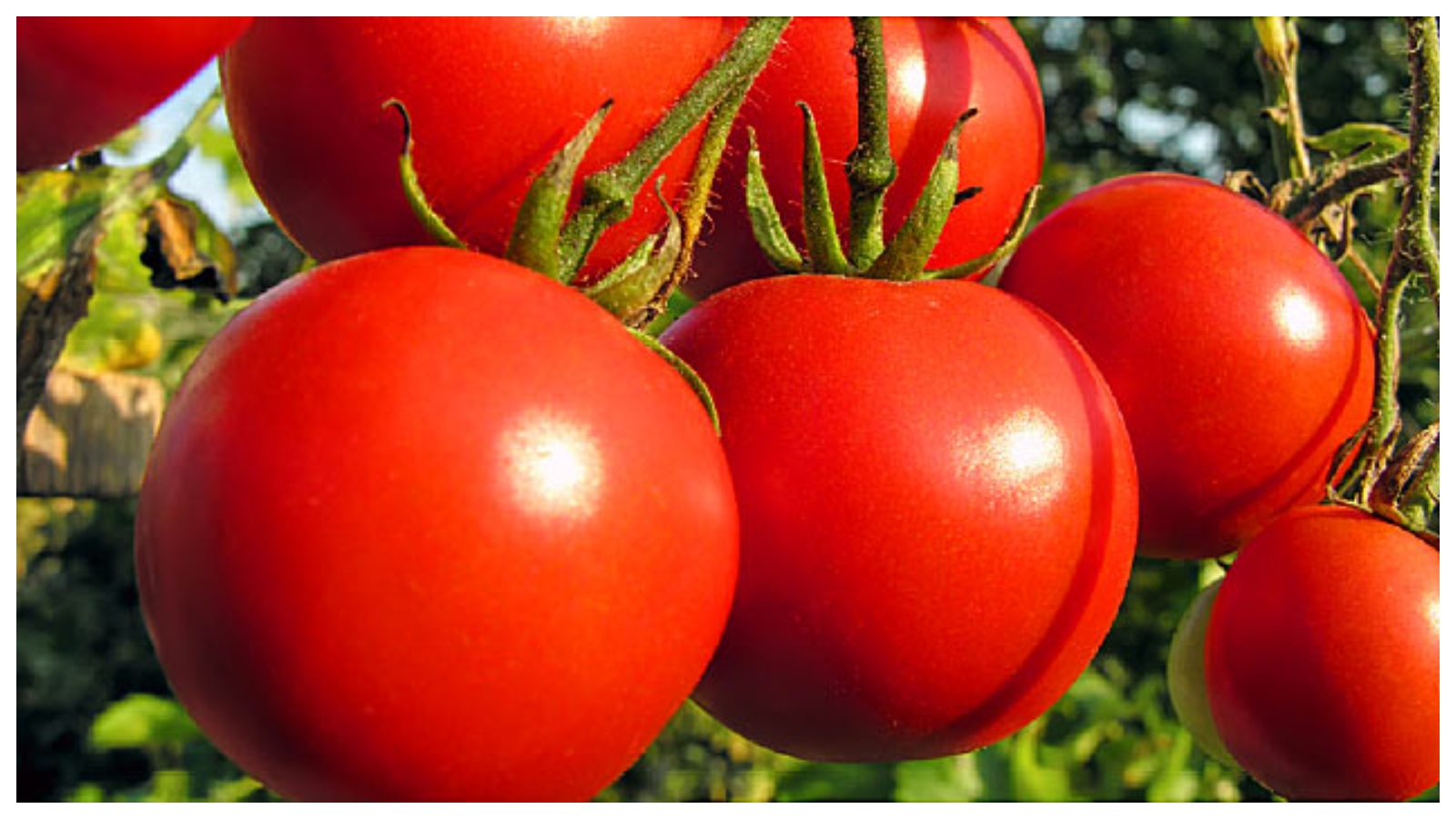 томаты вельможа описание сорта фото отзывы