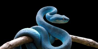 تفسير حلم الأفعى حسب لونها وحجمها