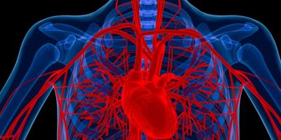  باحثون أمريكيون يزرعون أوعية دموية ثلاثية الأبعاد مطبوعة بيولوجيًا