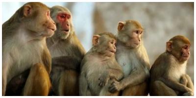 جدري القرود: أعراضه وطرق الوقاية منه