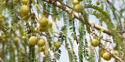 فوائد عصير الأملا..تعرفي عليها