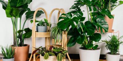 احتفظِ بهذه النباتات في منزلكِ لجذب الثروة والحظ السعيد