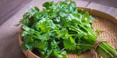 7 فوائد صحية مذهلة للكزبرة..تعرفي عليها