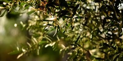 حساسية زهر الزيتون