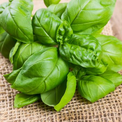 7 فوائد صحية لنبات الريحان المقدس