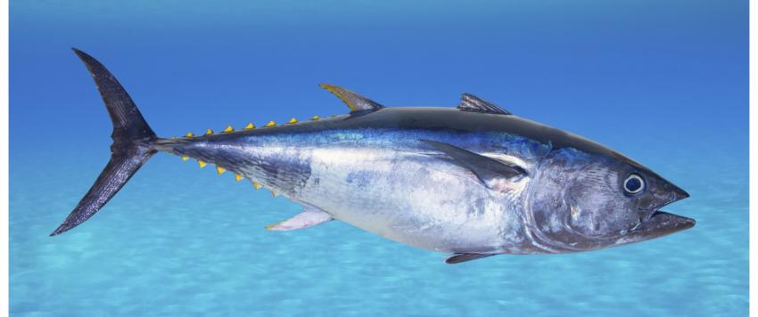 سمك التونة قد يمنح البشرة بعض الحماية من حروق الشمس، نظرًا لكونه من مضادات الأكسدة لكنه بالطبع لا يغني عن استخدام واقي الشمس