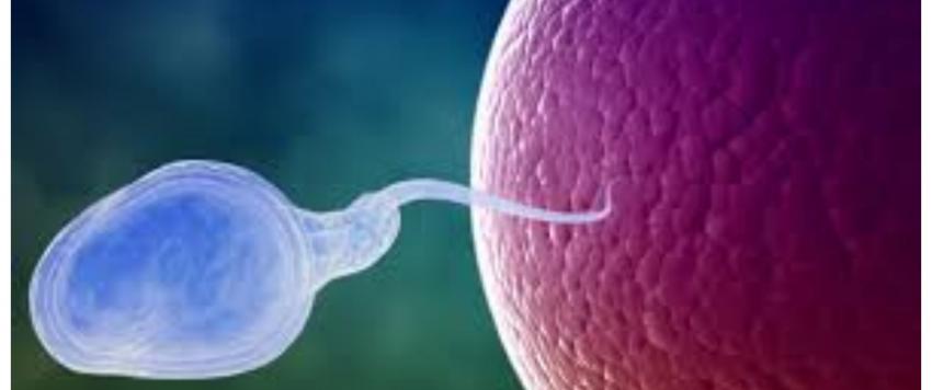 البويضات والحيوانات المنوية