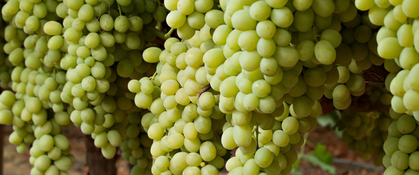 فوائد العنب الأخضر لمرضى السكري