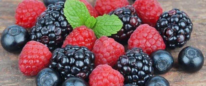 التوت البري