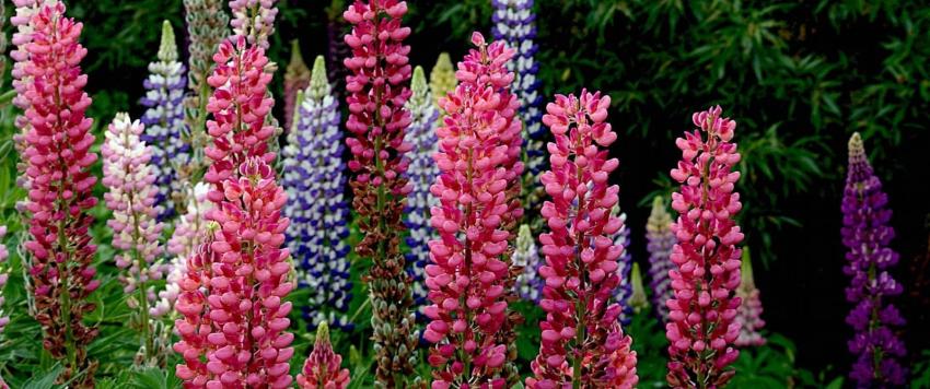 البرسيم الأحمر