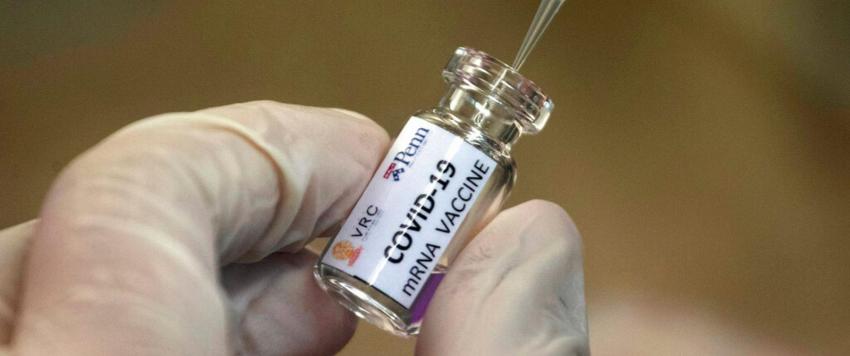 هل تحمل الماشية سر علاج كورونا؟ ابتكار علاج مناعي من دماء البقر