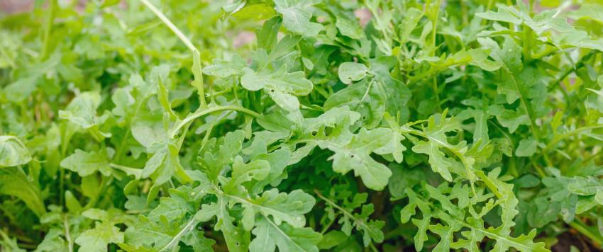 الجرجير  الجرجير