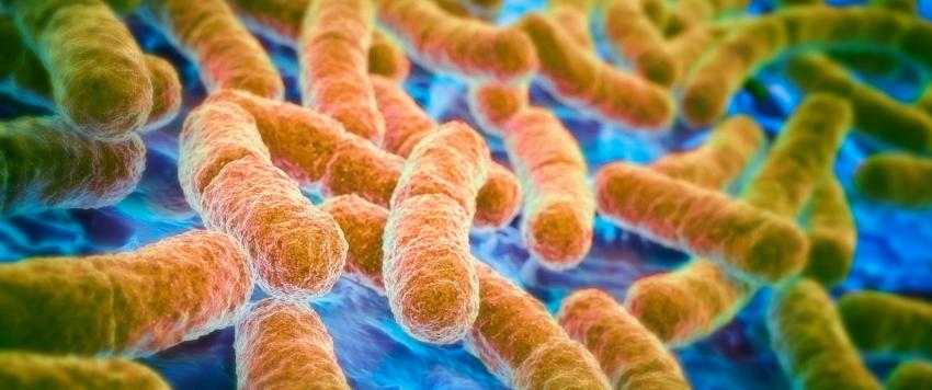 الإشريكية القولونية