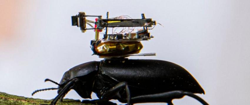  تطوير كاميرا محمولة بواسطة خنفساء لتصوير مغامرات الحشرات!