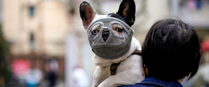 دراسة صادمة تكشف إمكانية إصابة الكلاب والقطط بكورونا من ملاكها