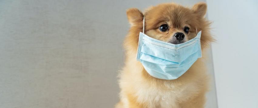 كيف أثرت كورونا على أسعار الكلاب المدللة؟