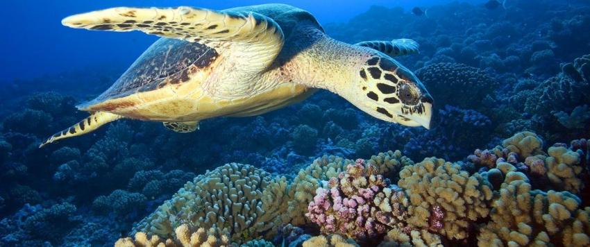 السلاحف البحرية