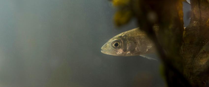 دراسة تحدد نوعين من السمك يمكنهما السفر للقمر