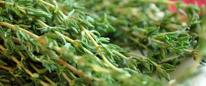 الزعتر الأخضر