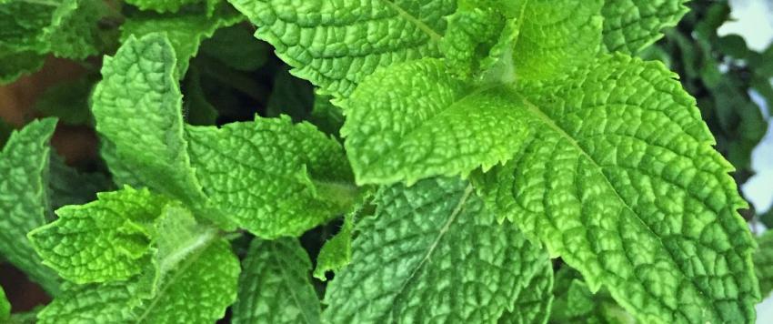 أوراق النعناع