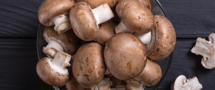 عالمة أحياء تكتشف فطرًا جديدًا من خلال "تويتر"..  (صور)