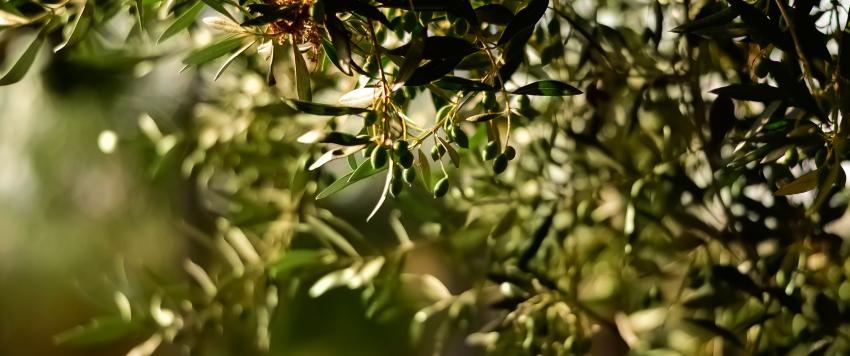 حساسية زهر الزيتون 