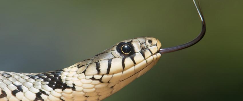 ابتكار مادة لاصقة من سم الثعبان لمعالجة النزيف المهدد للحياة