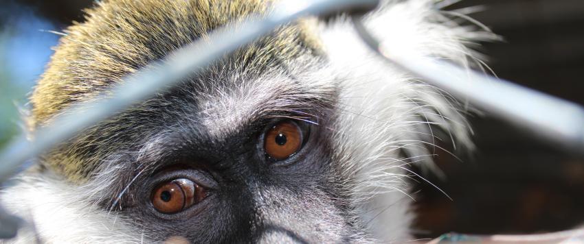 اليوم العالمي لحقوق الحيوان 2020