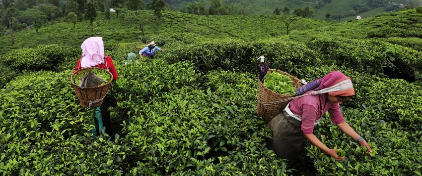 الشاي حول العالم: التاريخ والأصل