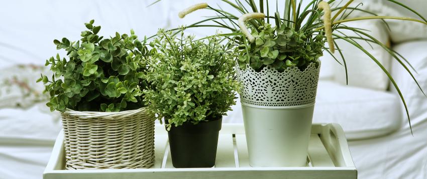 ترشيحات النباتات المنزلية التي ستكون مفضلة في 2021
