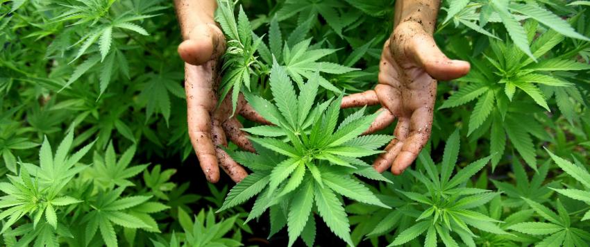 الماريجوانا