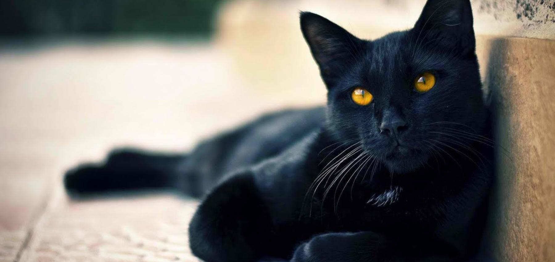 هل القط الأسود في المنام هو قرين الإنسان؟