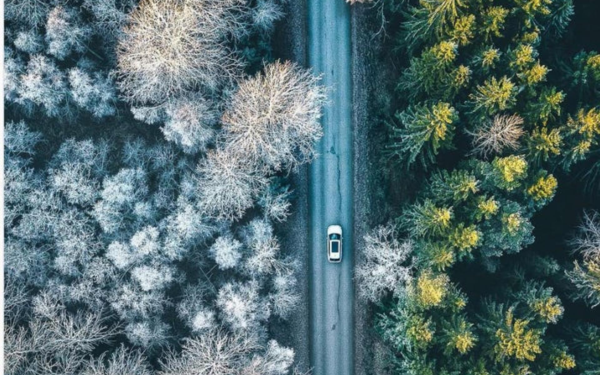 غابة في السويد