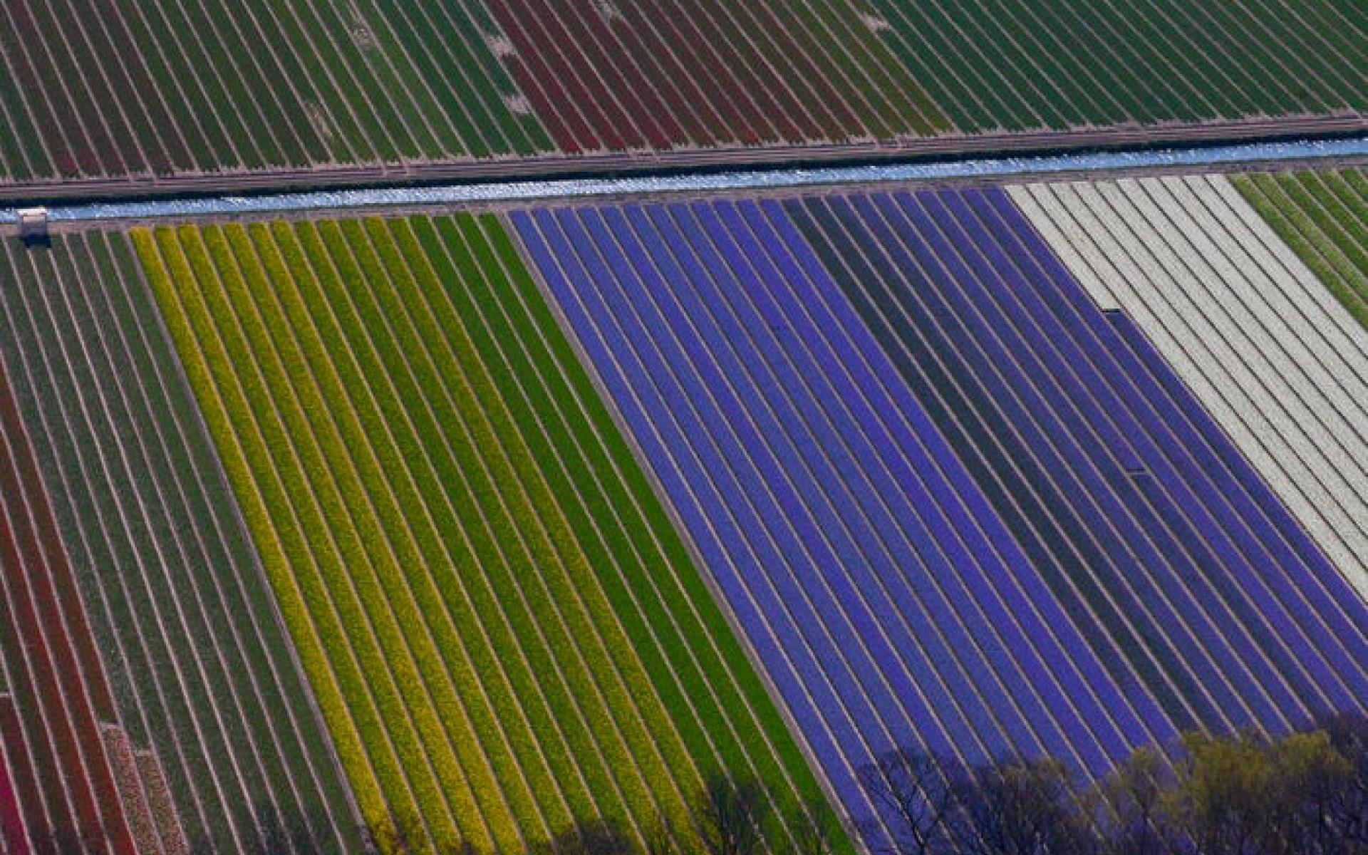 امستردام، هولندا