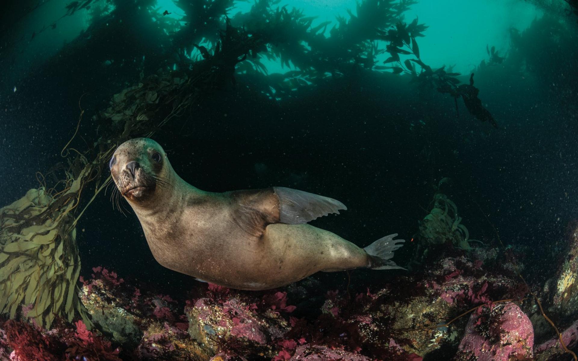 أسد بحر من أمريكا الجنوبية يسبح قبالة جزيرة لوس إستادوس ، في الجزء الأرجنتيني من تييرا ديل فويغو