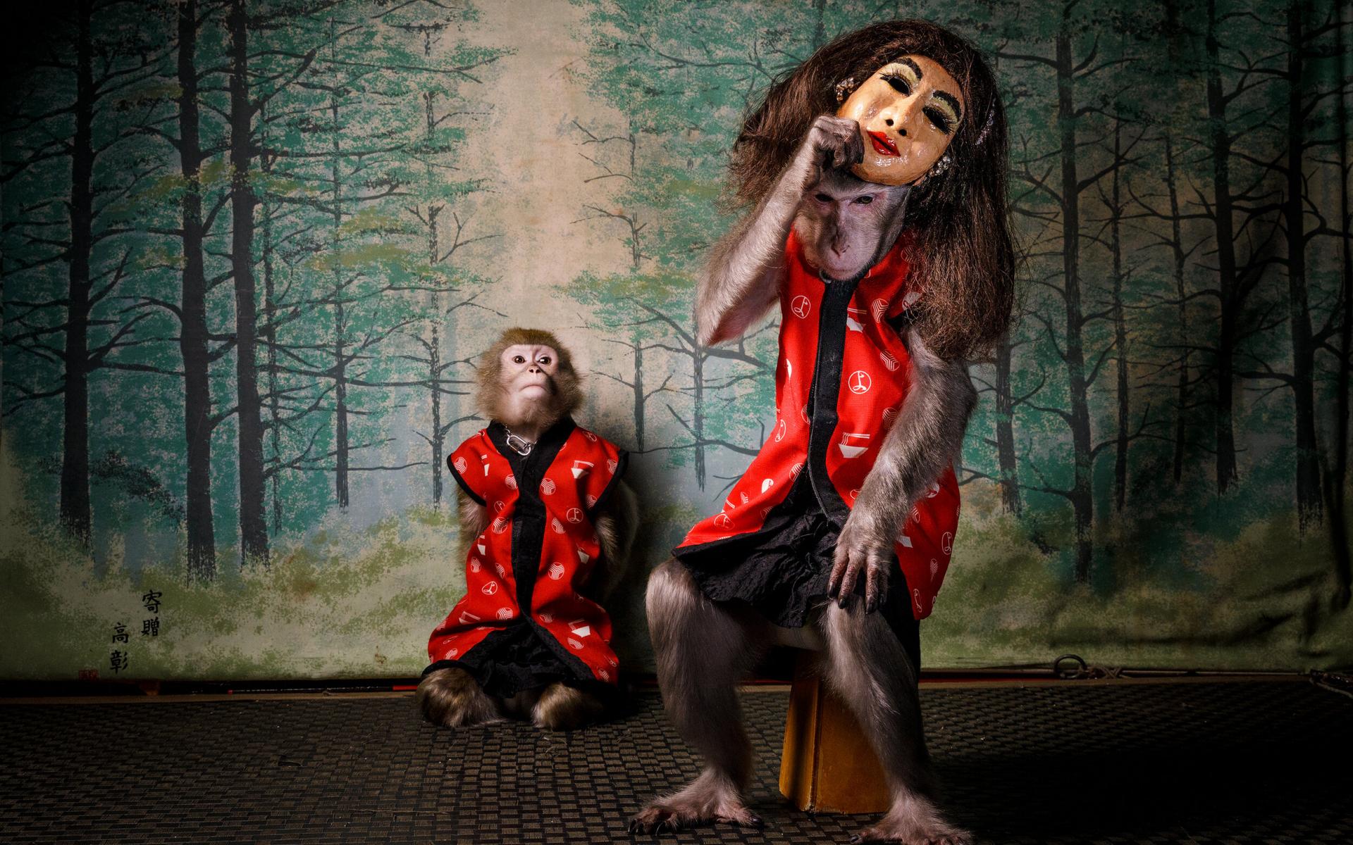 من العروض الشبيهة بالسيرك التي قدمتها قرود الثلج في اليابان، مارس 2020