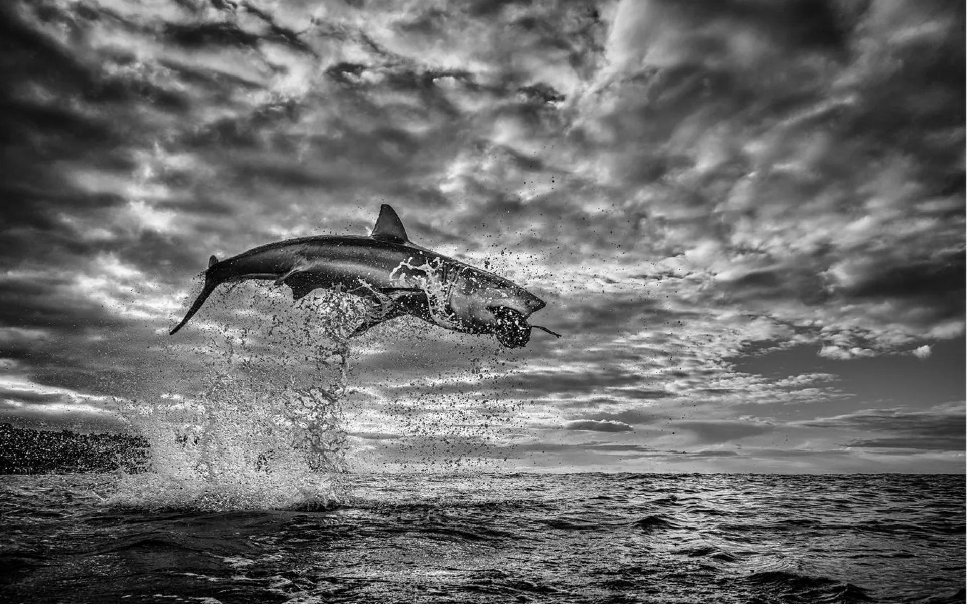 سمكة قرش من تصوير "كريس فالوز" ، تسمى اللؤلؤة ، بعد التقاطها في أغسطس 2020